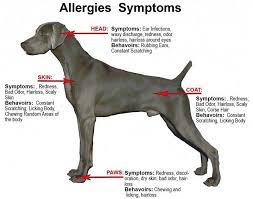 Dog Allergies From Latex Backed Artificial Grass Top Dog Turf