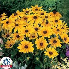 The role of annual flowers in the perennial garden. Rudbeckia Indian Summer Flower Seeds Plants Annual Flowers
