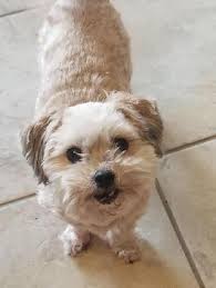 We'll cover in depth the pros and cons of both, as well as what to consider to make the right choice. Dog Cat Hotel Home Pet Boarding In The Sharp Apt Pyeongtaek Lexie S Dog Sitting In Pyeongtaek Petbacker Gyeonggi Do