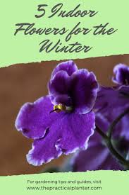 These subtropical shrubs need 8 hours of direct sunlight in winter, or 16 hours under grow lights. 5 Beautiful Flowers To Grow Indoors During The Cold Winter Months Growing Indoors Indoor Flowering Plants Flowers