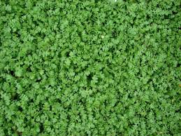 Image result for Salacia leptoclada