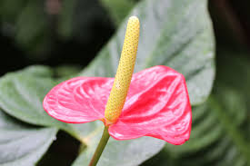 Pin On House Plants Care