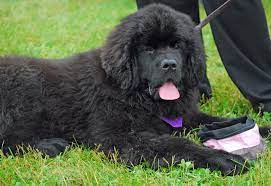 Another Puppy Newfoundland Dog Big Dogs Cute Animals