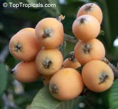 The player has a 25% of starting with an orange tree on their island when they first join the game or every time their island is reset. Eriobotrya Japonica Loquat Japanese Plum Nispero Toptropicals Com