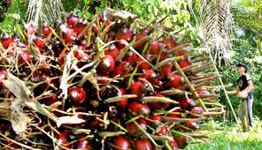 Harga sawit hari ini, harga buah sawit, harga sawit 1 tan. Potensi Energi Terbarukan Ini Yang Terjadi Jika Sawit Digantikan