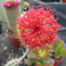 Image result for Senecio propior