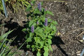 Check spelling or type a new query. Landscape Plants Rated By Deer Resistance Rutgers Njaes