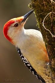 Bird With Red Head And Chest Brown Wings Red Bellied Woodpecker Woodpecker Birds Painting Patterns
