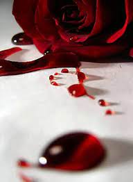 Gambar bunga mawar warna hitam terbaik download now dari mawar hitam. Gambar Bunga Mawar Berdarah