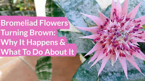 Check spelling or type a new query. Bromeliad Flowers Turning Brown How To Prune Them Joy Us Garden Youtube