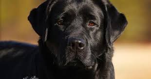 Labrador retriever, north carolina » charlotte. Pin On Pets