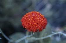 Image result for Kleinia abyssinica