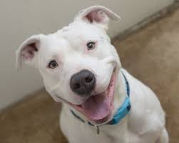 Sep 26, 2020 · the blue nose pitbull is purebred american pitbull terrier, but it's categorized by its nose color being blue. 5 Types Of Pit Bull Dog Breeds
