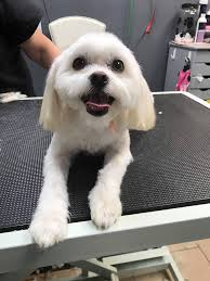 Peaches the dog finds forever home in Washington state