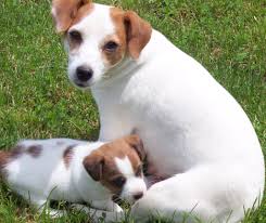 Strong names for female dogs. The Most Popular Names For Jack Russell Terriers