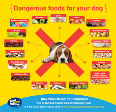 You can google the long list on google…… and this pollen can easily be swallowed by cats (and dogs) by licking their paws and fur. Intoxication Poisoning In Dogs And Cats