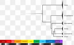 Deeeep Io Evolution Phylogenetic Tree Life Diagram Png