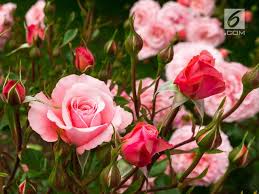 Menanam tanaman bunga mawar pada pot sebenarnya sama dengan menanam di tanah. Cara Menanam Bunga Mawar Dengan Batang Mudah Dipraktikkan Hot Liputan6 Com