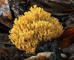 Image result for Ramaria stricta