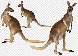 25 contoh gambar ragam hias flora dan fauna yang mudah digambar. Kangaroo Island Australia Inggris Inggris Australia Red Kanguru Australia Kangaroo Mamalia Hewan Fauna Png Pngwing