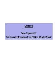 It constructs proteins out of random amino acids. Chapter 8 Gene Expression The Flow Of Information From Dna To Rna To Protein Chapter 8 Gene Expression The Flow Of Information From Dna To Rna To Course Hero