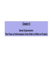 Learn vocabulary, terms, and more with flashcards, games, and other study tools. Chapter 8 Gene Expression The Flow Of Information From Dna To Rna To Protein Chapter 8 Gene Expression The Flow Of Information From Dna To Rna To Course Hero