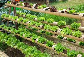Youtube video kaise banaye apne mobile se. à¤à¤° à¤® à¤ à¤ à¤¸ à¤ à¤° à¤¡à¤¨ à¤¬à¤¨ à¤¨ à¤¸ à¤® à¤² à¤ à¤¯ à¤« à¤¯à¤¦ Benefits Of Kitchen Garden Nari Punjab Kesari