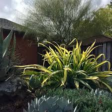 Image result for Beschorneria sp. (Biegel 5357)