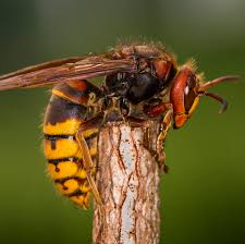 This is an unusual specimen of a bald faced hornet's nest recorded in columbiana county, ohio. How To Treat A Hornet Sting What To Do When Stung By A Hornet