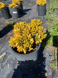 Image result for Crassula granvikii