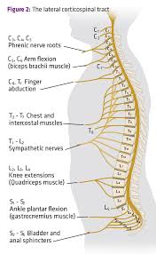 Neurotrauma Review Series Part 3 Whats In A Dermatome