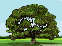 3 Ways To Identify A Sycamore Tree Wikihow