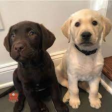 Pin On Labradors