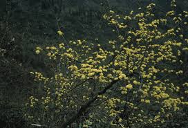 Maybe you would like to learn more about one of these? Cornus Chinensis Trees And Shrubs Online