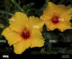 Image result for Hibiscus engleri