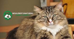 We are here to put all our experience and knowledge to work for you! Boulder S Natural Animal Veterinary Hospital Pet Health And Healing