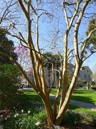 Gardens because of improved cold tolerance and disease resistance provided by ars keith weller, usda agricultural research service, bugwood.org additional resolutions & image usage: Lagerstroemia Indica Centennial Spirit Crape Myrtle For Sale