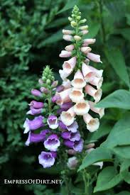 How To Grow Foxgloves Digitalis Beautiful Flowers Flower Garden Planting Flowers