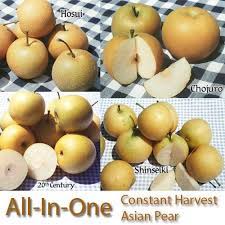 My local lowes has four different types of bare root asian pears from pacificgroves. Asian Pears 3 On 1 Multiple Grafted Fruit Tree Semi Dwarf Fruit Trees Pear Fruit