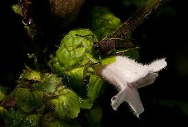 Image result for Acanthopale pubescens