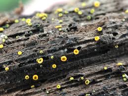 Image result for Chlorosplenium chlora