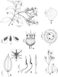 Image result for Ochthocharis dicellandroides