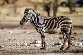 The plains zebra is the commonest and most widespread zebra species. Mountain Zebra Wikipedia