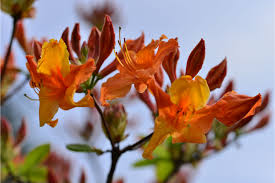 Image result for Rhododendron molle