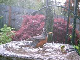 Backyard Bird Shop Backyard Birds Bird Bath Bird Bath Dripper