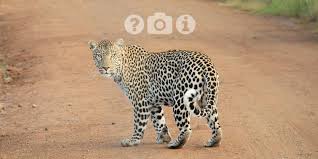 You are free to use a high end photo editing software without shedding a nickel and you are free to use it online: Image Rights Free Stock Photos For Your Website