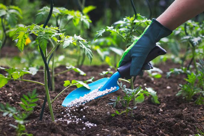 Applying granular fertilizer builds long-term soil health., AI generated
