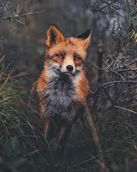 .nikon russia (@nikonrussia) on instagram: 40 4k Likes 213 Comments Konsta Punkka Kpunkka On Instagram Wise Fox Of The Forest