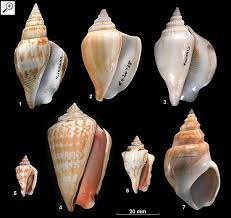 Family Strombidae 1 Strombus Campbelli 2 Strombus Canarium 3 Strombus Dilatatus 4 Strombus Luhuanus 5 Strombus M Sea Shells Shells Seashell Identification