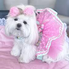 Maltese Sweetheart Pink Dog T Shirt Dog Top Dog Tee Xs Etsy In 2020 Dog Clothes Patterns Dog Tutu Puppy Clothes
